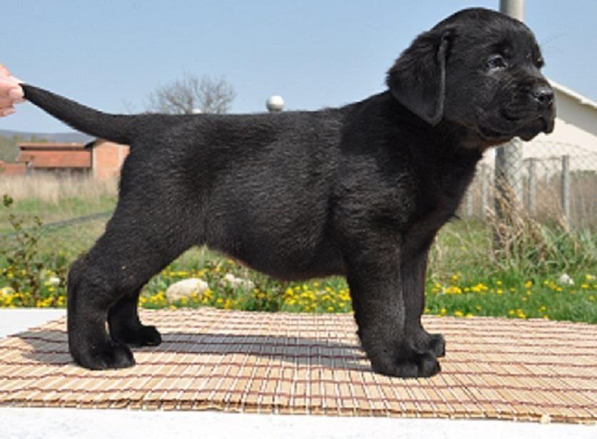 Labrador-Retriver
