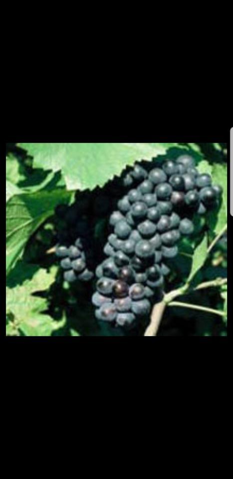 Prodaja-vinskih-sorti-grozdja