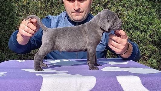 Cane-corso-stenci-sive-boje
