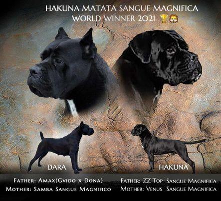 Cane-Corso-štenci-