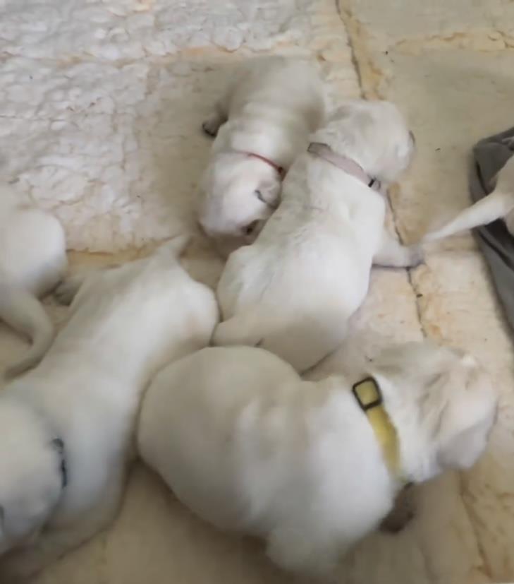 Štenci-labrador-retrivera-