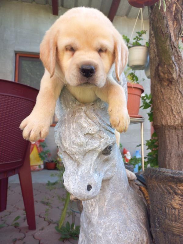 Labrador-štenci
