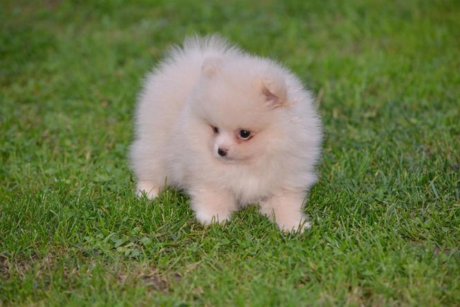 Pomeranac Medvedići