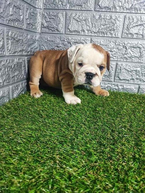 Engleski-buldog