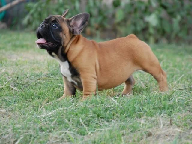 Francuski-buldog--štenci-
