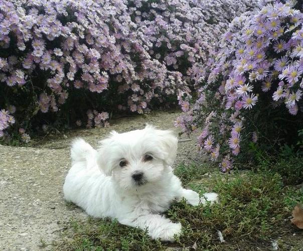 Maltezeri