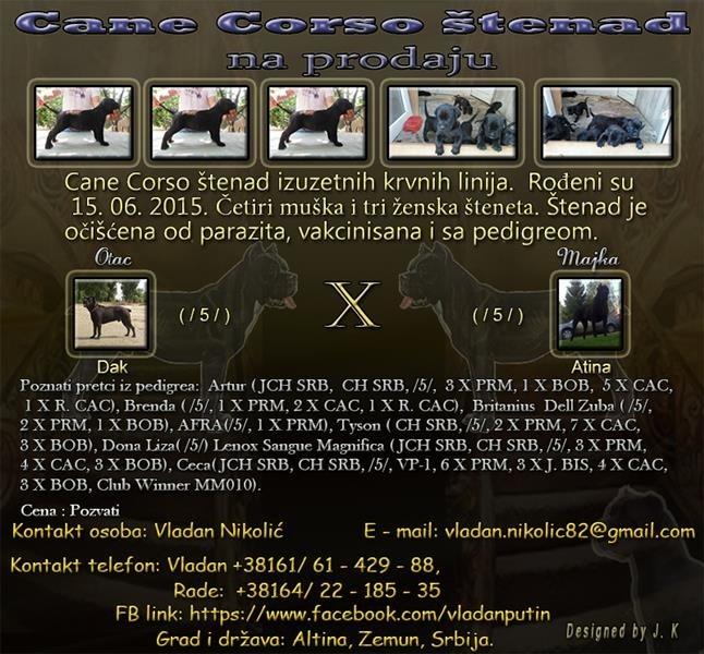 Cane-Corso-štenad