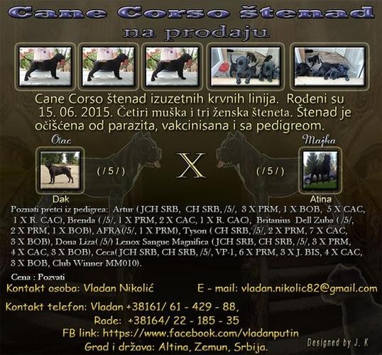 Cane Corso štenad