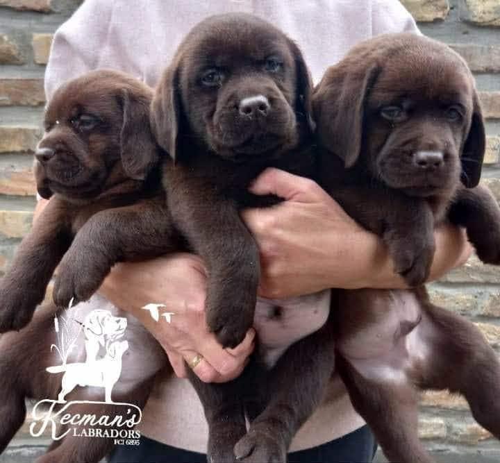 Čokoladni-Labrador-Retriver-štenci