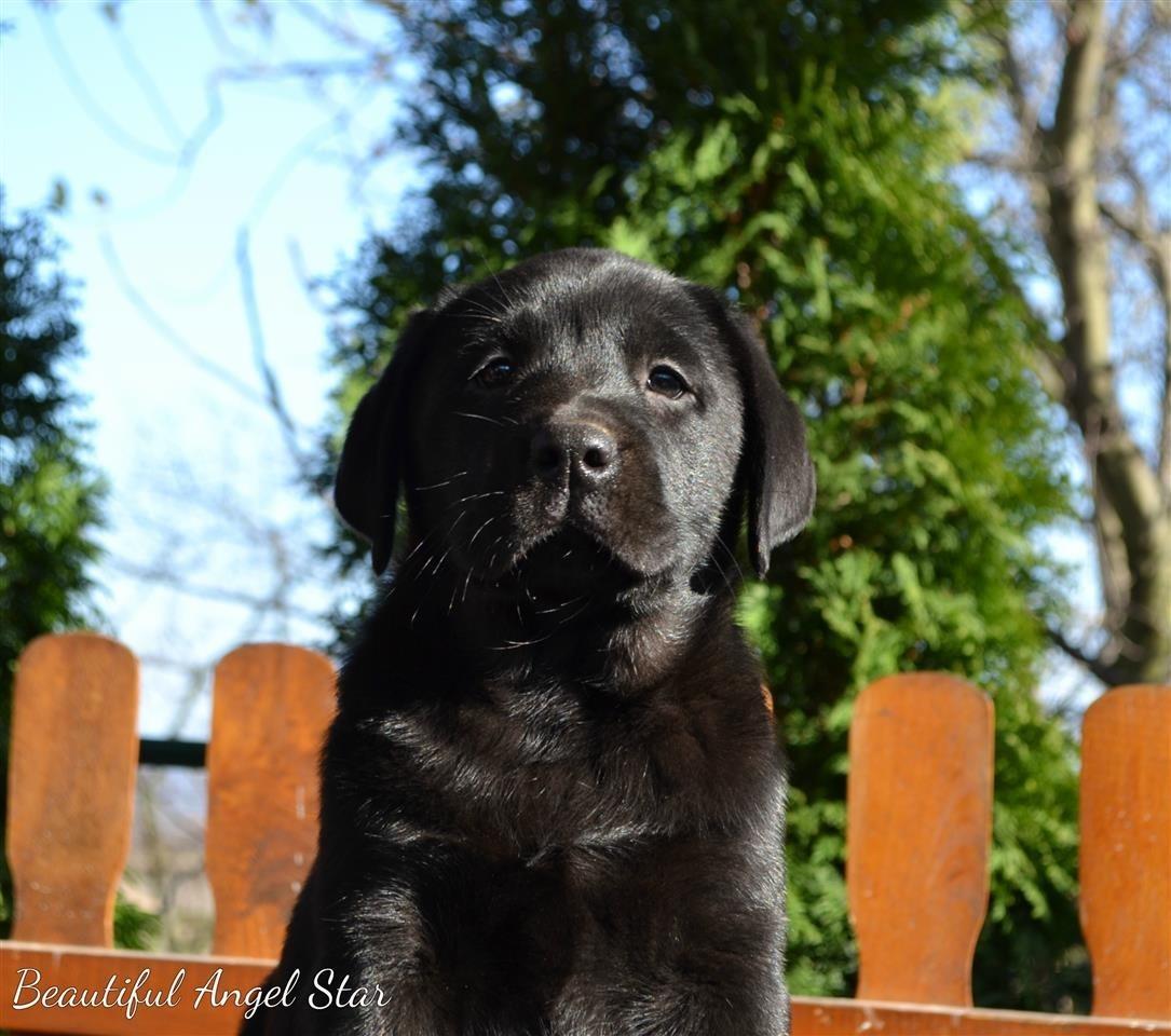 Labrador-retriver-