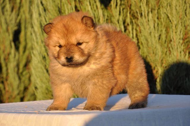 Cau-Cau-Chow-Chow-stenci
