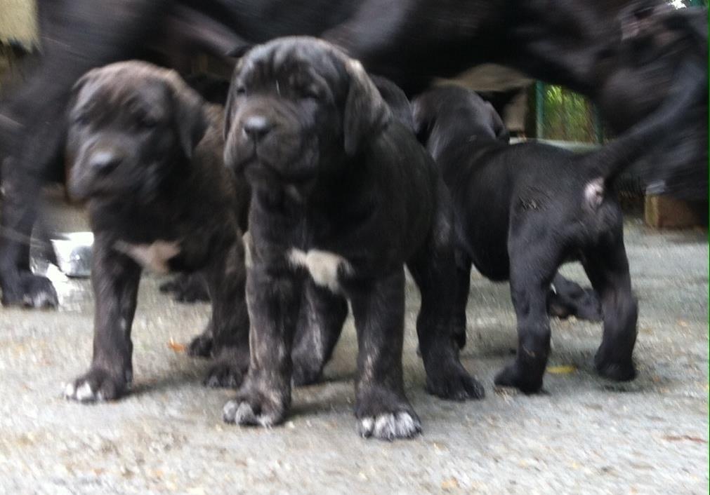 Cane-corso-super-papy