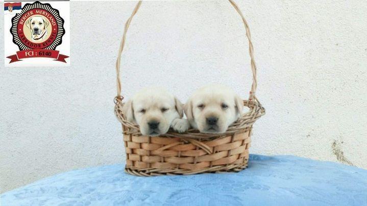 Labrador-retriver-stenci-