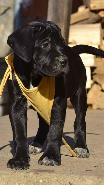 Cane-Corso-Kevre-Protettore