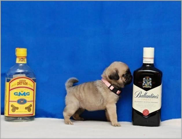 Mops--štenci