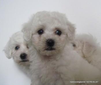 Bichon-Frise---Kovrdzavi-Bishon