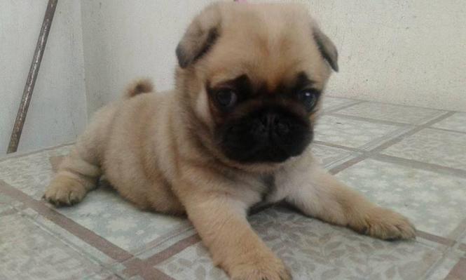 Mops stenad