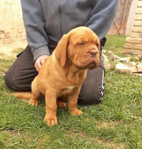 Bordoška-doga--štenci