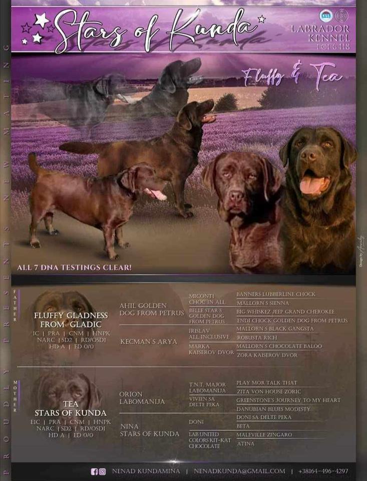 Labrador-retriever-štenci-