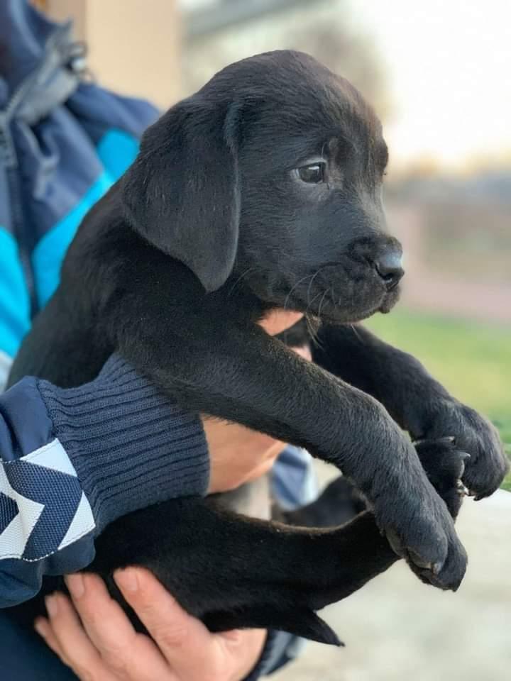 Labrador-Retriver-štenad-