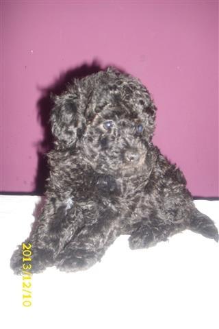 Pudle