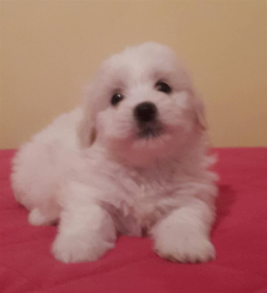 Coton-de-Tulear