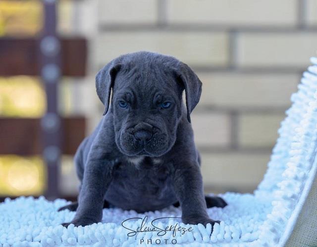 Cane-corso