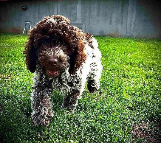 Lagotto-Romagnolo-štenci