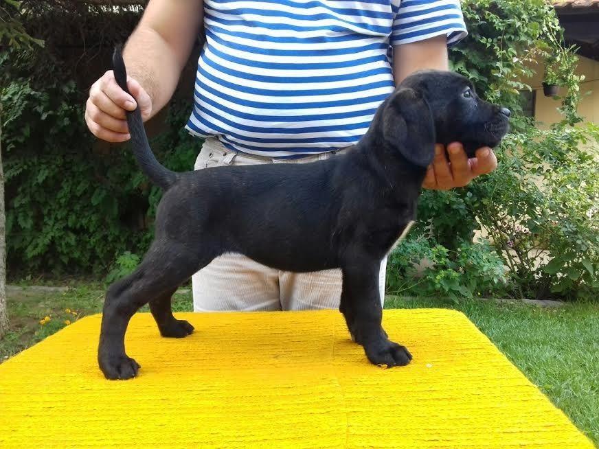 Cane-Corso-