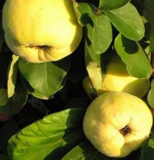 Sadnice-dunje-prodaja