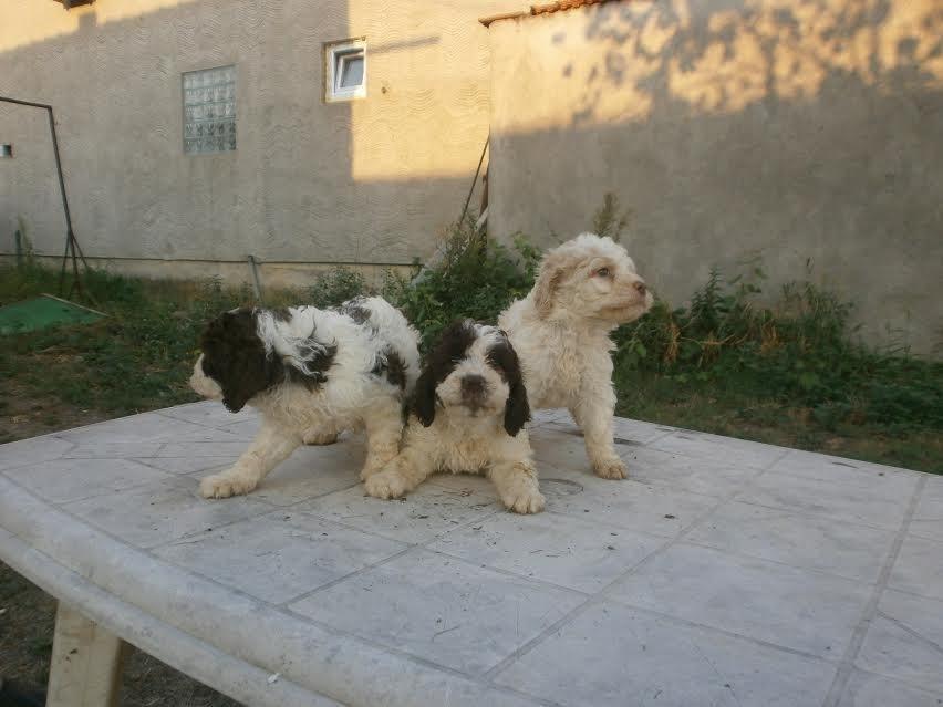 Lagoto-Romangolo--štenci-