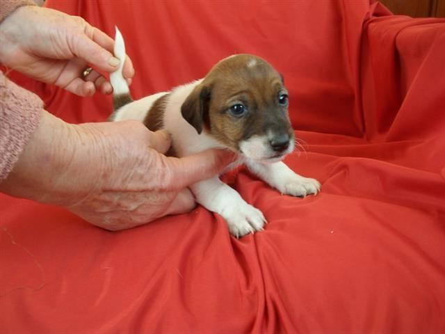 Jack-Russel-terrier