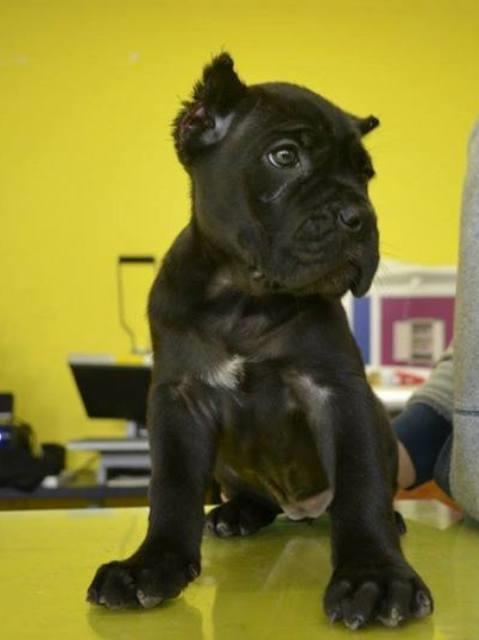 Cane-Corso--vrhunsko-leglo