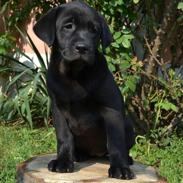 Stenci-labradora