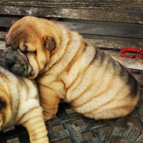 Shar-Pei-stenci