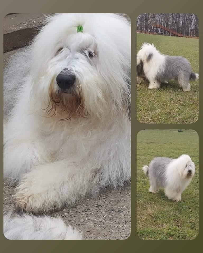 Bobtejl-štenci-