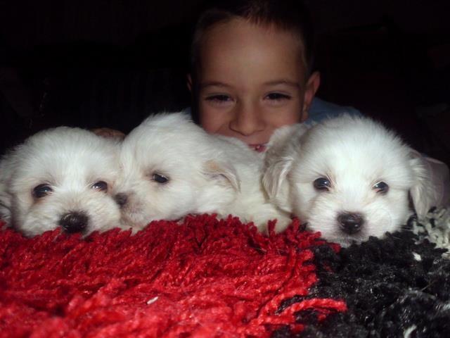 Coton-de-Tulear