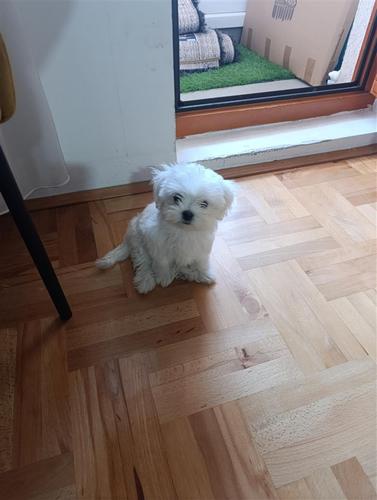 Mini maltezer