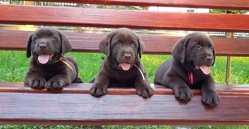 Labrador-retriver