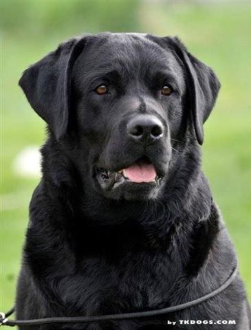 Labrador-retriver-kvalitetna-stenad