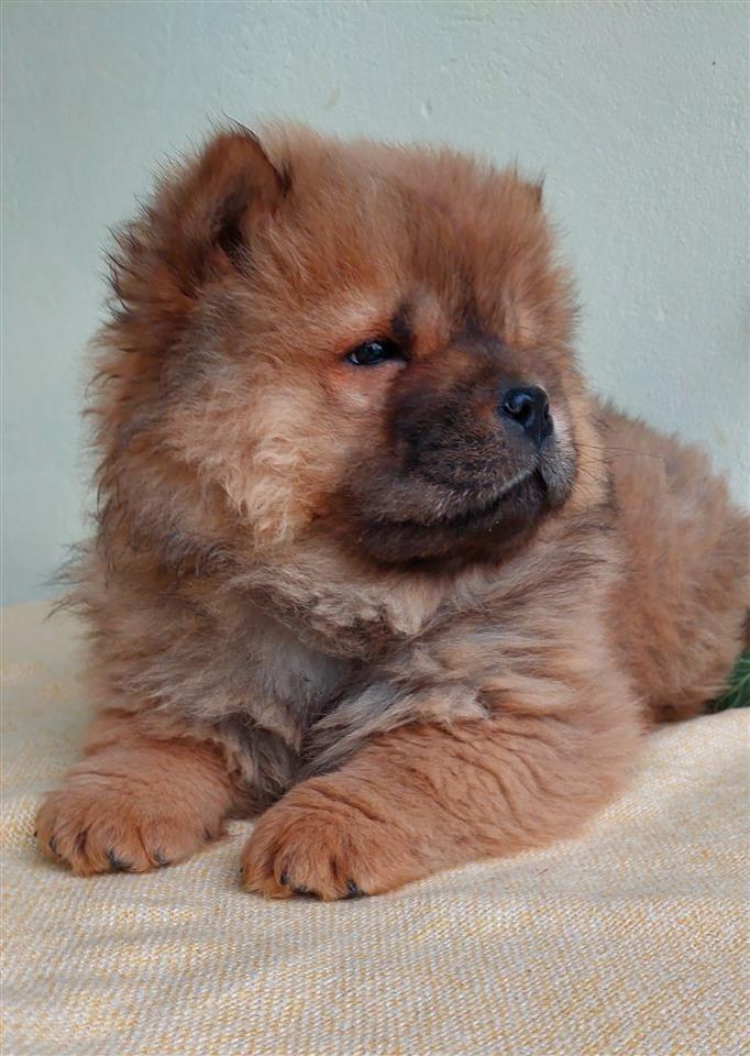 Chow-Chow-Stenci-