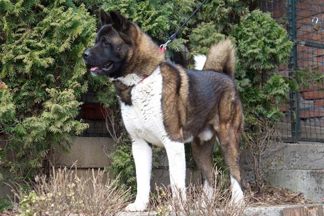 Američka-Akita--štenci