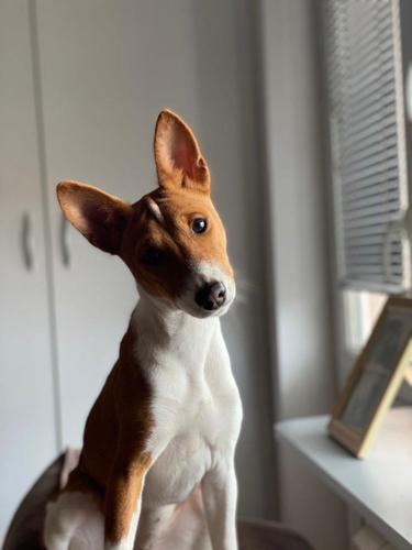 Basenji žensko štene, 
