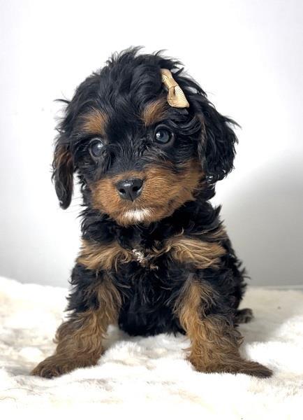 Cavapoo-kavapu--Cavalier-+-toy-pudla-