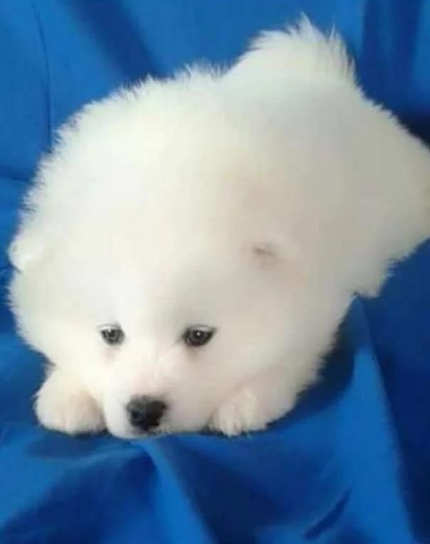 Sibirski-Haski-i-Samojed-stenci