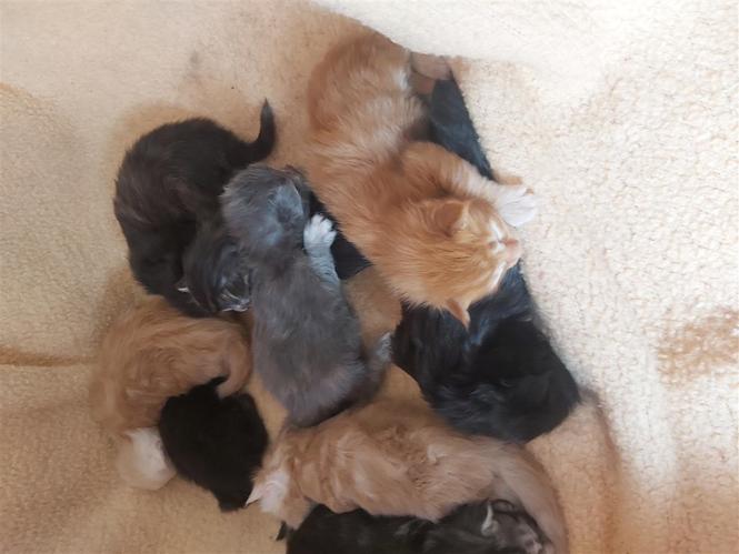 Maine coon macici