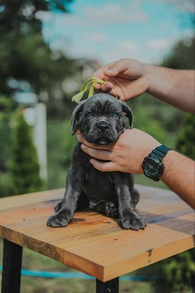Cane-Corso-vrhunski-štenci