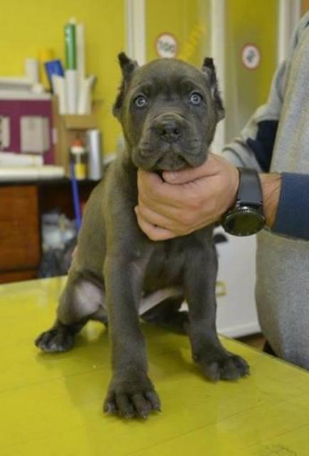 Cane-Corso--vrhunsko-leglo