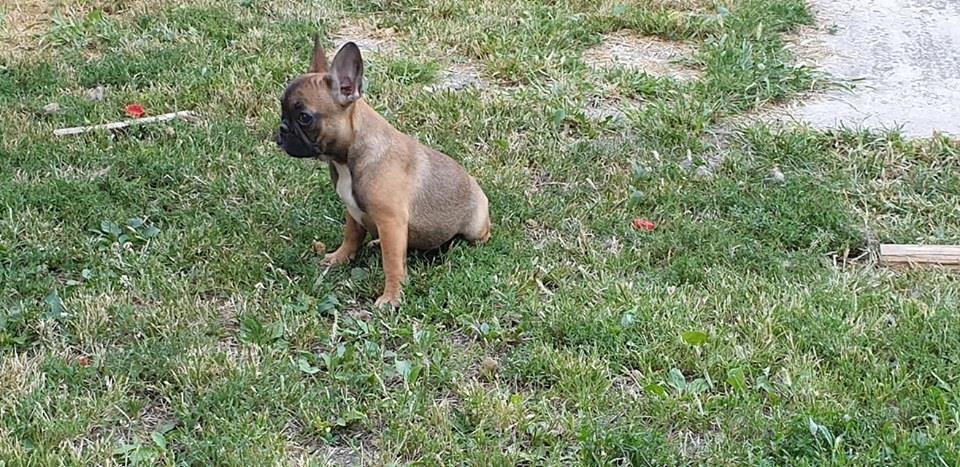 Francuski-buldog