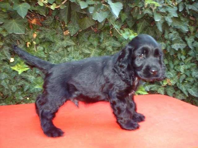 Koker Spanijel 